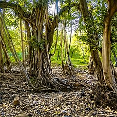 photo "Among the Vines"