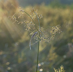 photo "На закате"