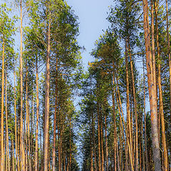 фото "Лесная дорога"