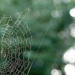 photo "Spiders Web"