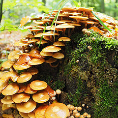 photo "Autumn mushrooms"