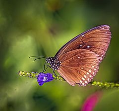 photo "Butterflies 3"
