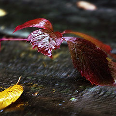 photo "Another rainy day..."