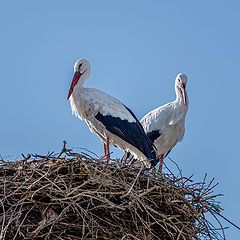 photo "Armenia's white storks"