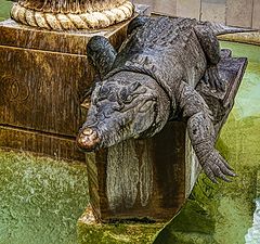 фото "Крокодилы Нима 2"