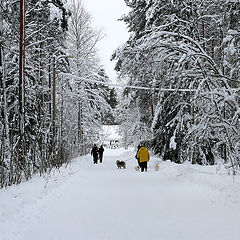 фото "зимняя прогулка"