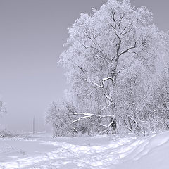 фото "На перекрестке"