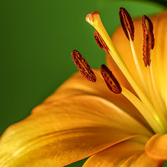 photo "Tangerine orange Day Lily"