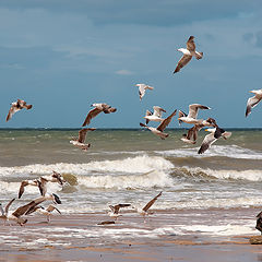 photo "ветер с моря"