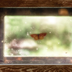 photo "бабочка"