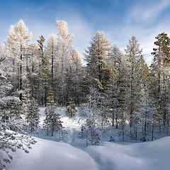 фото "Зимний лес в инее"