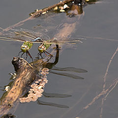 фото "Green Darner Dragonflies"