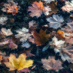 фото "Осенний ковёр на воде..."
