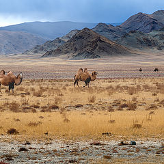 фото "В Монголии"