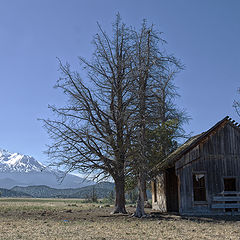 фото "Mt Shasta, summer"