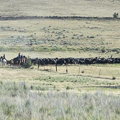 фото "Ковбои перегоняют стадо коров"
