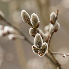 photo "Весеннее"