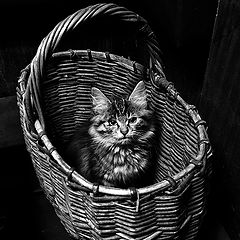 фото "Кошка в лукошке"