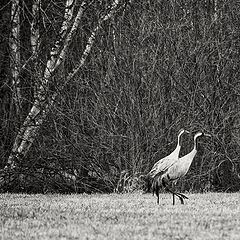 photo "forest walk"