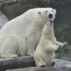 фото "Белые медведи"