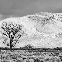 photo "Невада: Nevada Carson Valley Desert"