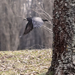 фото "Пролет грача."