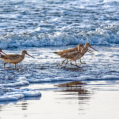 photo "Marbled Godwit"