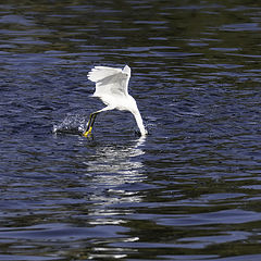 photo "Little Egret trying to catch fish"