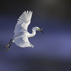 photo "Little Egret"