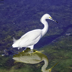 фото "Little Egret"