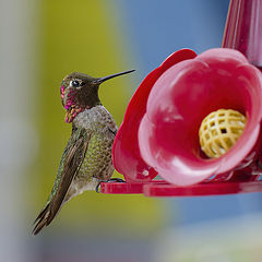 photo "Anna's Hummingbird"