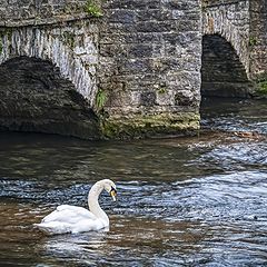 photo "Swan and Duck"