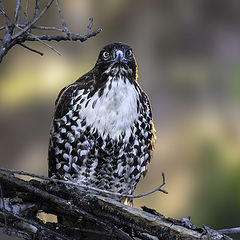 photo "Red tailed Hawk"