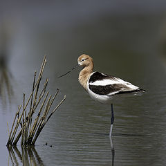 photo "American Avocet"