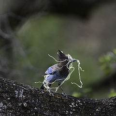 photo "Steller's Jay building a nest"