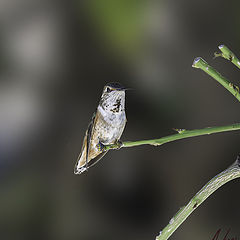 фото "Anna's Hummingbird (immature)"