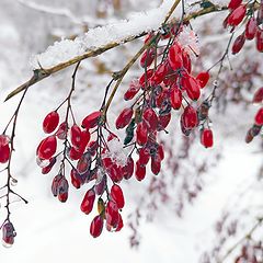 фото "Рубиновые капли..."