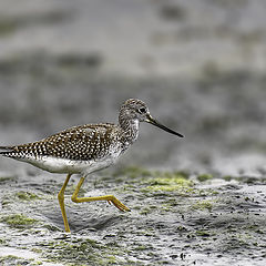 фото "Yellow legged Sandpiper"