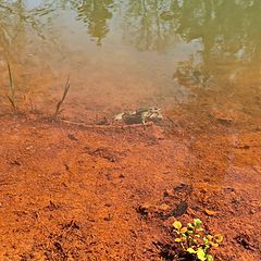 photo "Life in the Rusty Spring Pond. Toila. Ida Virumaa"