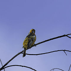 фото "Bullock's Oriole"