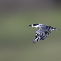 photo "Belted Kingfisher"