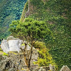 photo "Machu Piсchu 5"