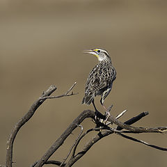 photo "Western Meadowlark"