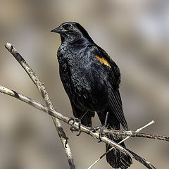 photo "Red-winged blackbird"