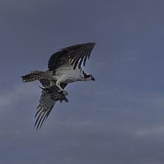photo "Osprey"