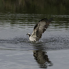 photo "Osprey trying to catch fish"
