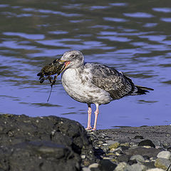 photo "Ring-billed gull"