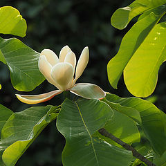 photo "Umbrella Magnolia"