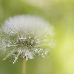 фото "dandelion season"