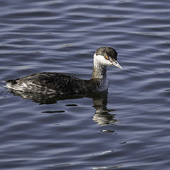 фото "Pacific Loon"